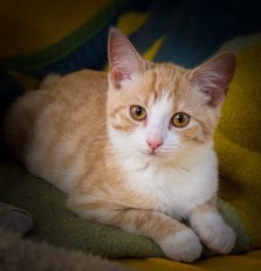 hypnotic cat