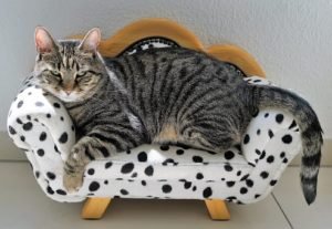 hypnotic cat